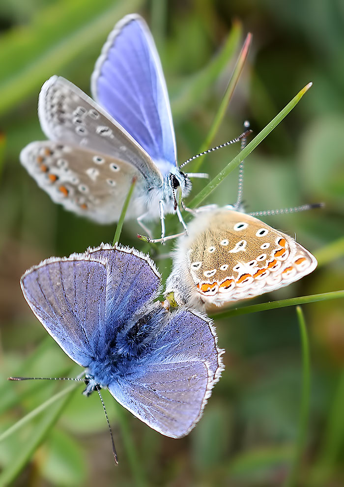 common blues